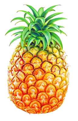 东盟首脑峰会创意着装 水果主题服装展现团结与活力